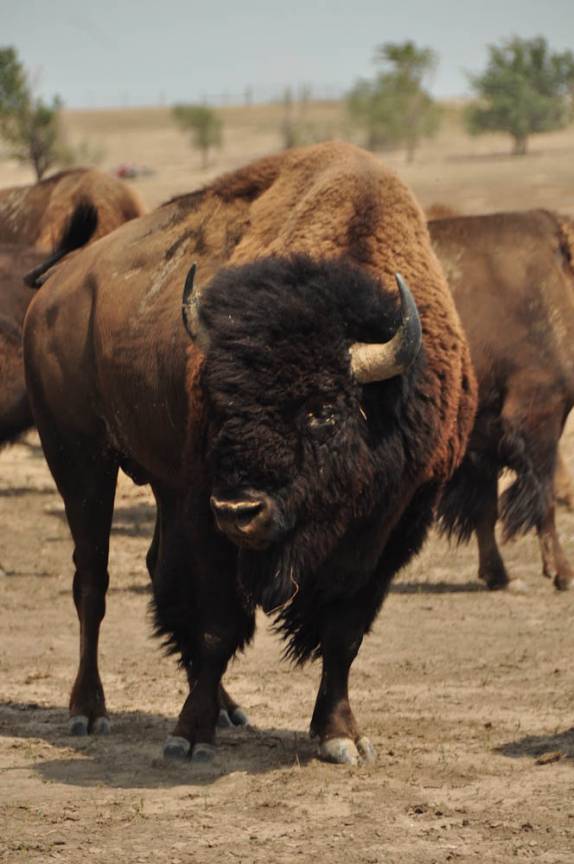 Encontro com bisões no Badlands National Park, em South Dakota, nos Estados Unidos